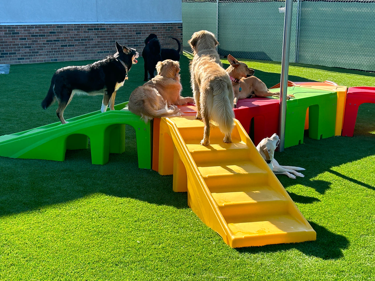 Barkitecture 101 The Coolest DogFriendly Home Features We’ve Seen