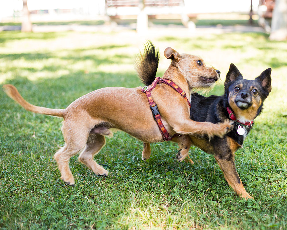 Paw-some Playdates: How to Organize Social Gatherings for Pets and Their Pals