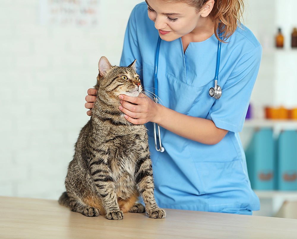 6 Tips to Manage Pet Anxiety at the Vet | PetLuv