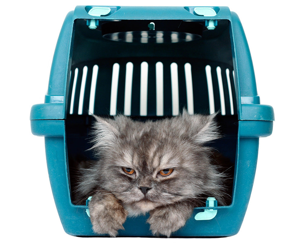 How to Choose a Pet Carrier Your Scaredy Cat Won’t Hate