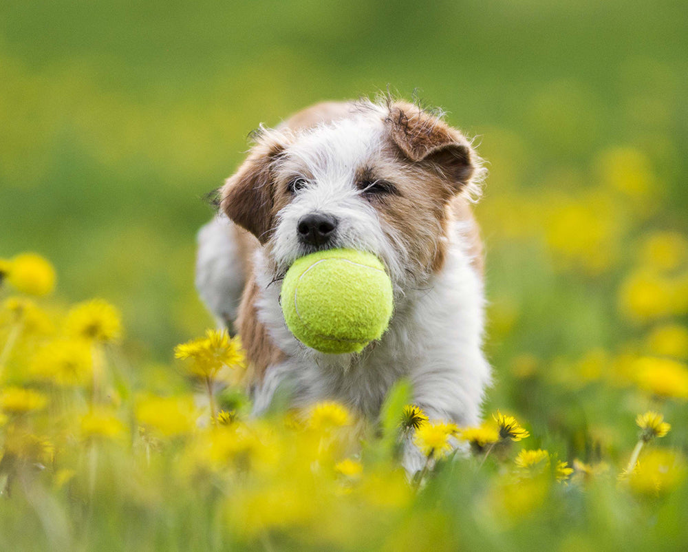 How to Turn Daily Walks into Bonding Time with Your Pets