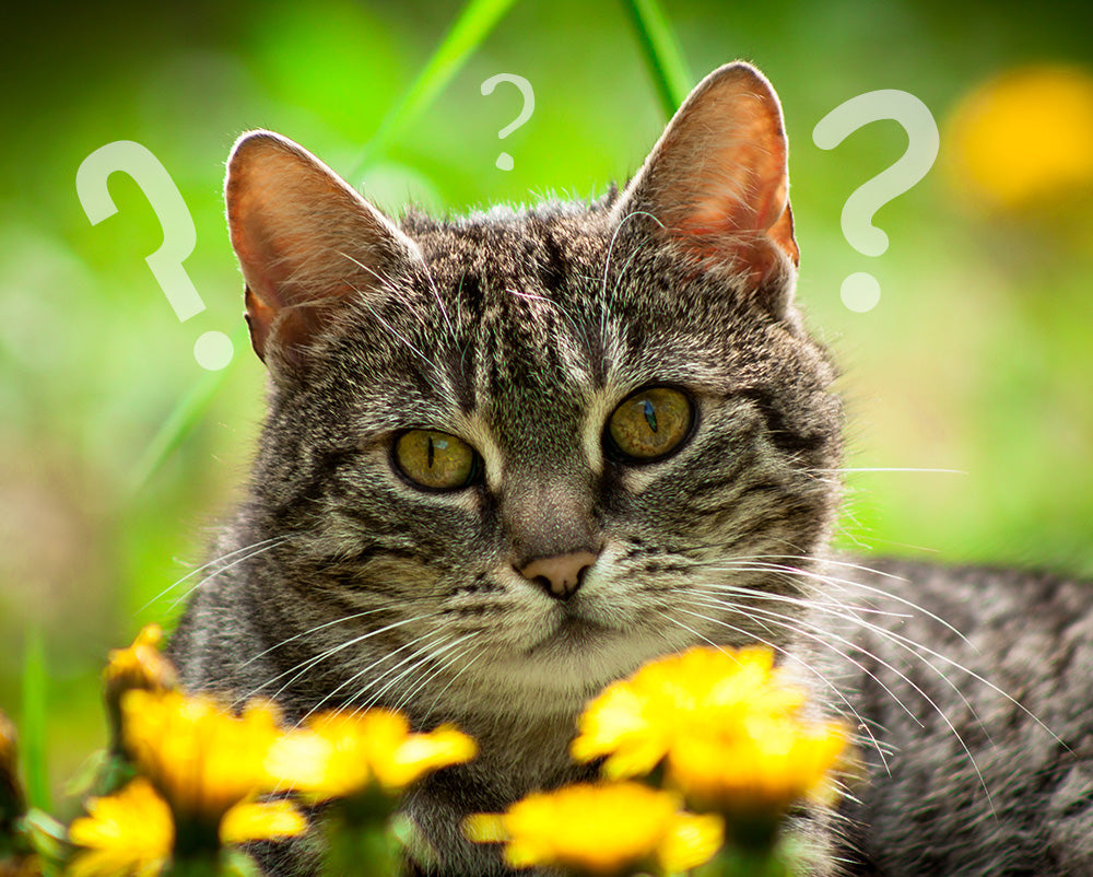 Pet Carriers vs Pet Strollers: Which One is Right for Your Pet?