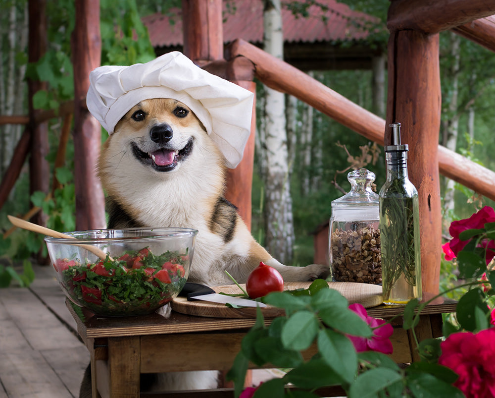 3 Easy Gourmet Homemade Treats for Your Furry Foodie