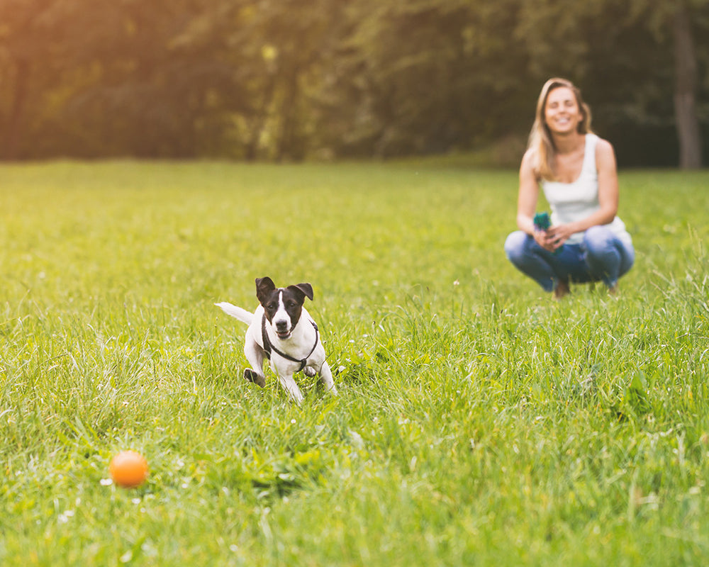 5 Fun Ways to Keep your Pet Active and Healthy :: PetLuv Premium Pet Carriers and Strollers
