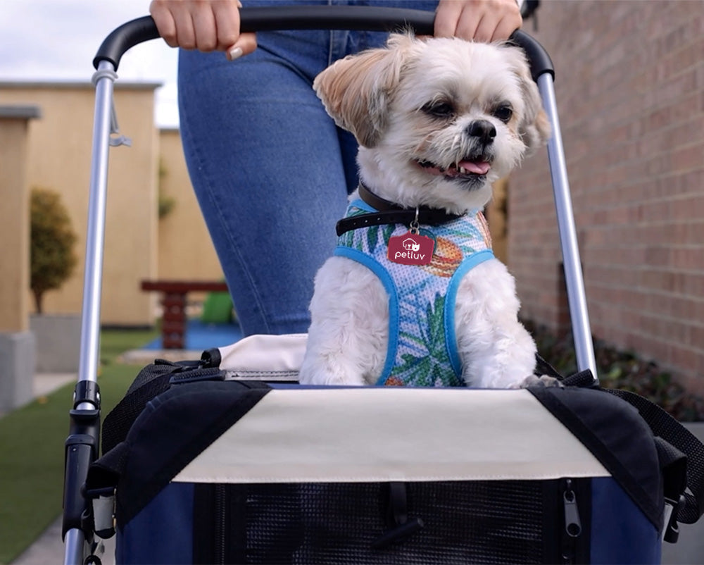 4 Surprising Places You Can Take a Pet Stroller