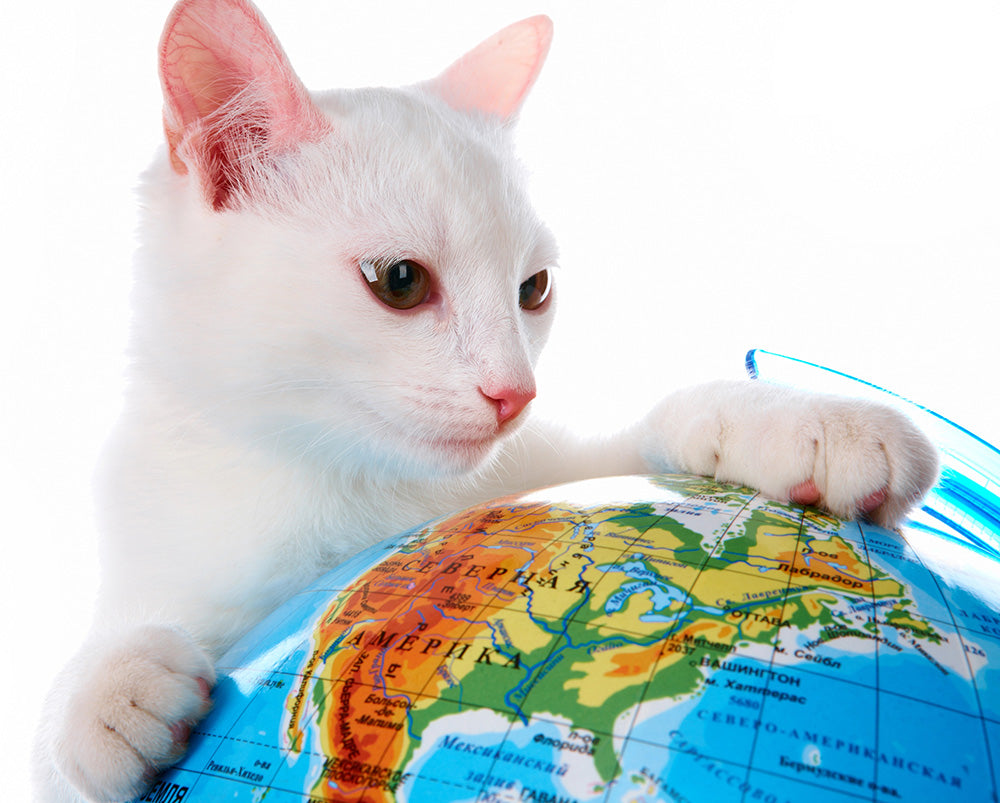 5 Pet-Friendly Travel Destinations to Visit in 2024