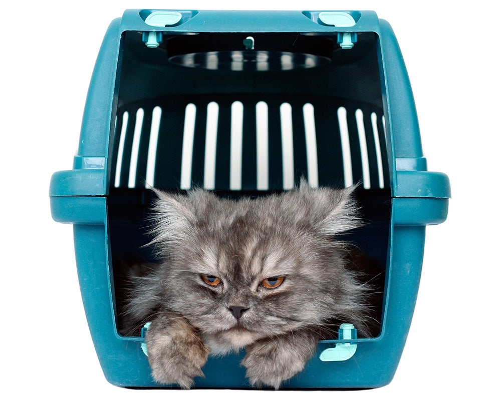 How to Choose a Pet Carrier Your Scaredy Cat Won’t Hate PetLuv
