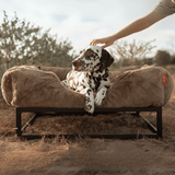 The FÜZI Elevated Dog Bed