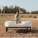 The FÜZI Elevated Dog Bed